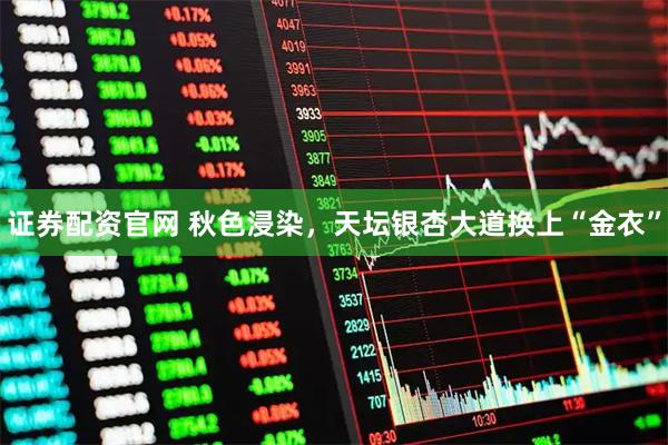 证券配资官网 秋色浸染，天坛银杏大道换上“金衣”